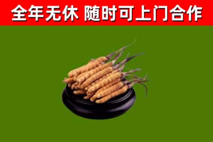 禹会区回收冬虫夏草
